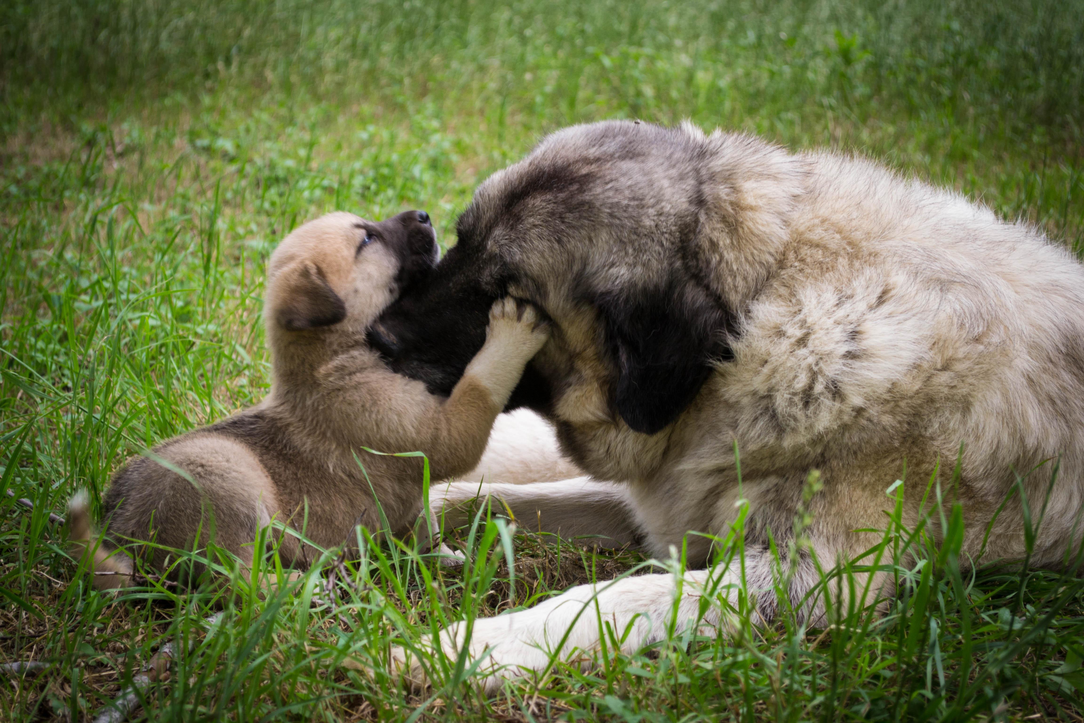 Grown up and puppy