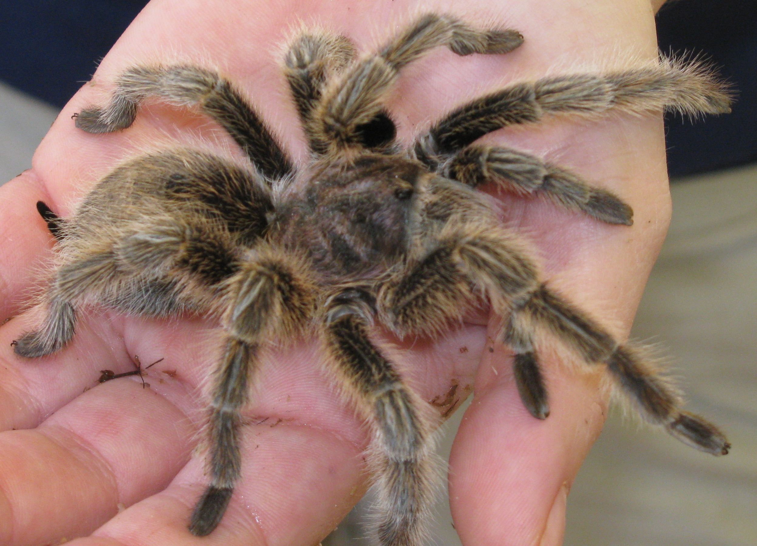Tarantula