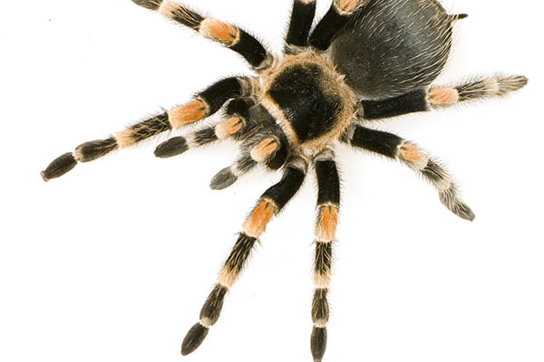 Tarantula
