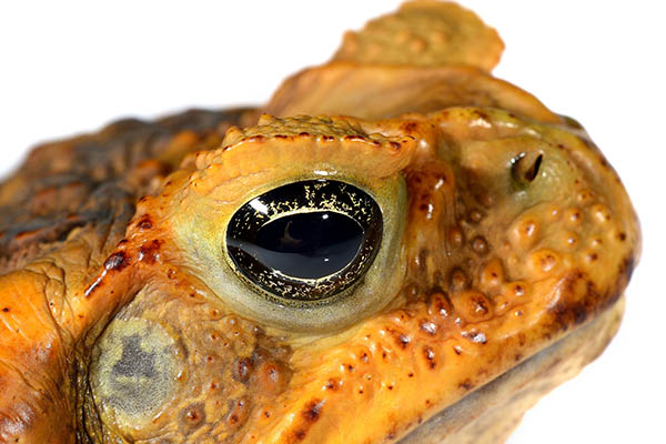Bufis Marinus Cane Toad Face2a Bufis Marinus Cane Toad