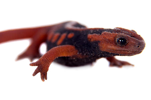 Emperor Newt2a Emperor Newt