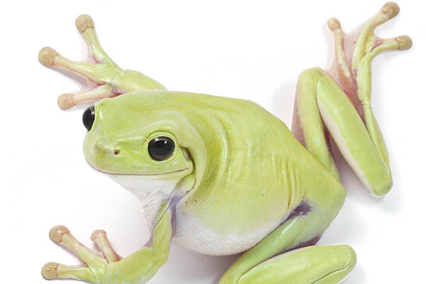 Green Tree Frog1a Green Tree Frog