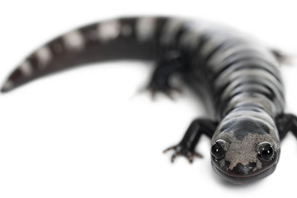 Marbled Salamander2a Marbled Salamander