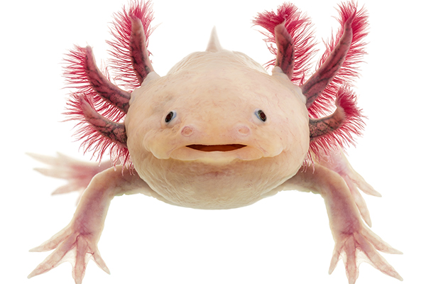 axolytl2a axolytl