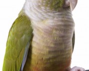 Cinnamon Conure, Cinnamon Green Cheek Conure