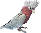 Rose-Breasted Cocakoo at The Animal Store