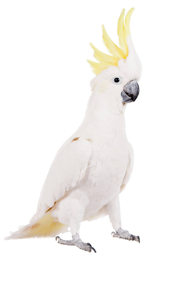 Yellow Crested Cockatoo