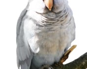 Albino Quaker parakeet