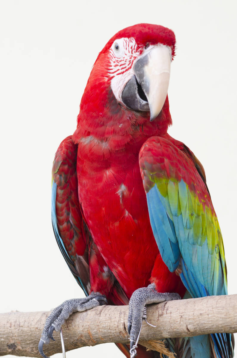 Green-winged Macaw