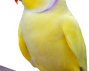 Lutino Indian Ringneck