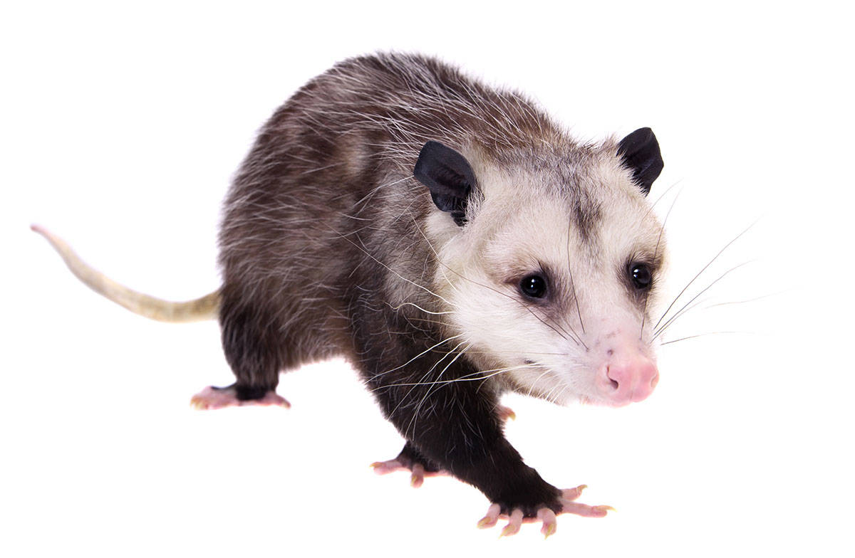 Virginia Opossum