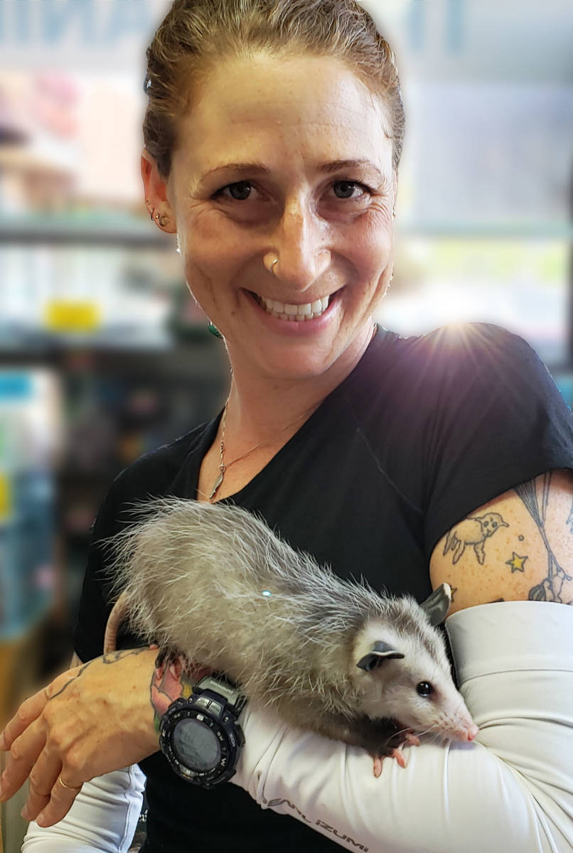 Virginia Opossum