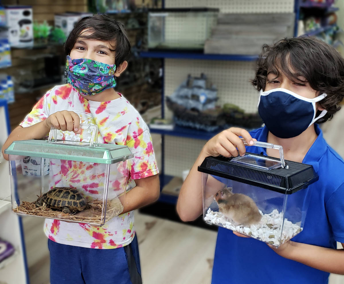 Russian Tortoise and Hamster new pets