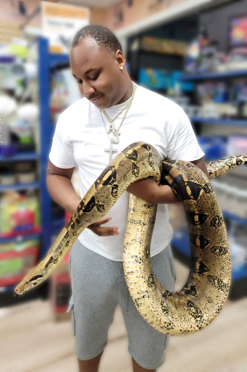 The Animal Store Red Tail Boa
