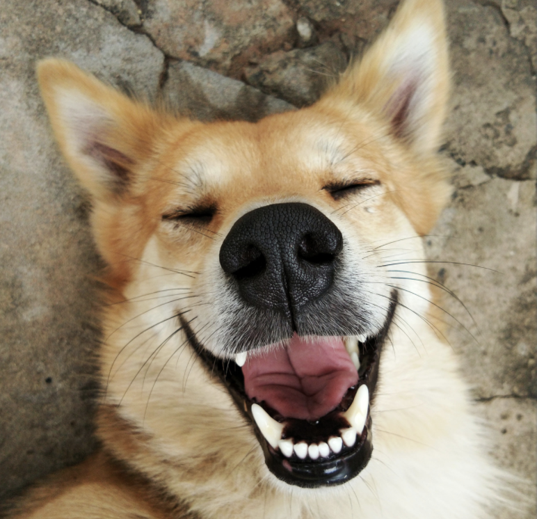 The Animal Store Smiling Dog