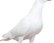 White Dove The Animal Store