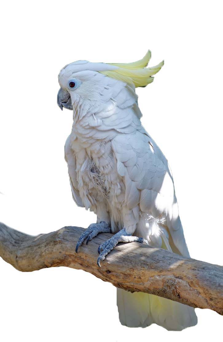 Triton Cockatoo @ The Animal Store