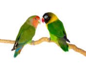 Lovebirds (assorted) at The Animal Store