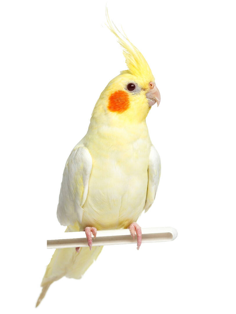 Lutino Cockatiel