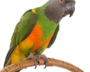 Senegal Parrot at The Animal Store