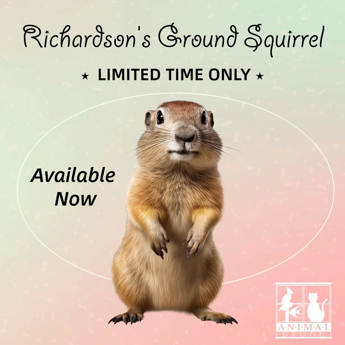 Richardson's Ground Squirrel limited time offer, available now at The Animal Store
