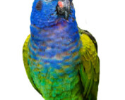 Blue-headed Pionus at The Animal Store.