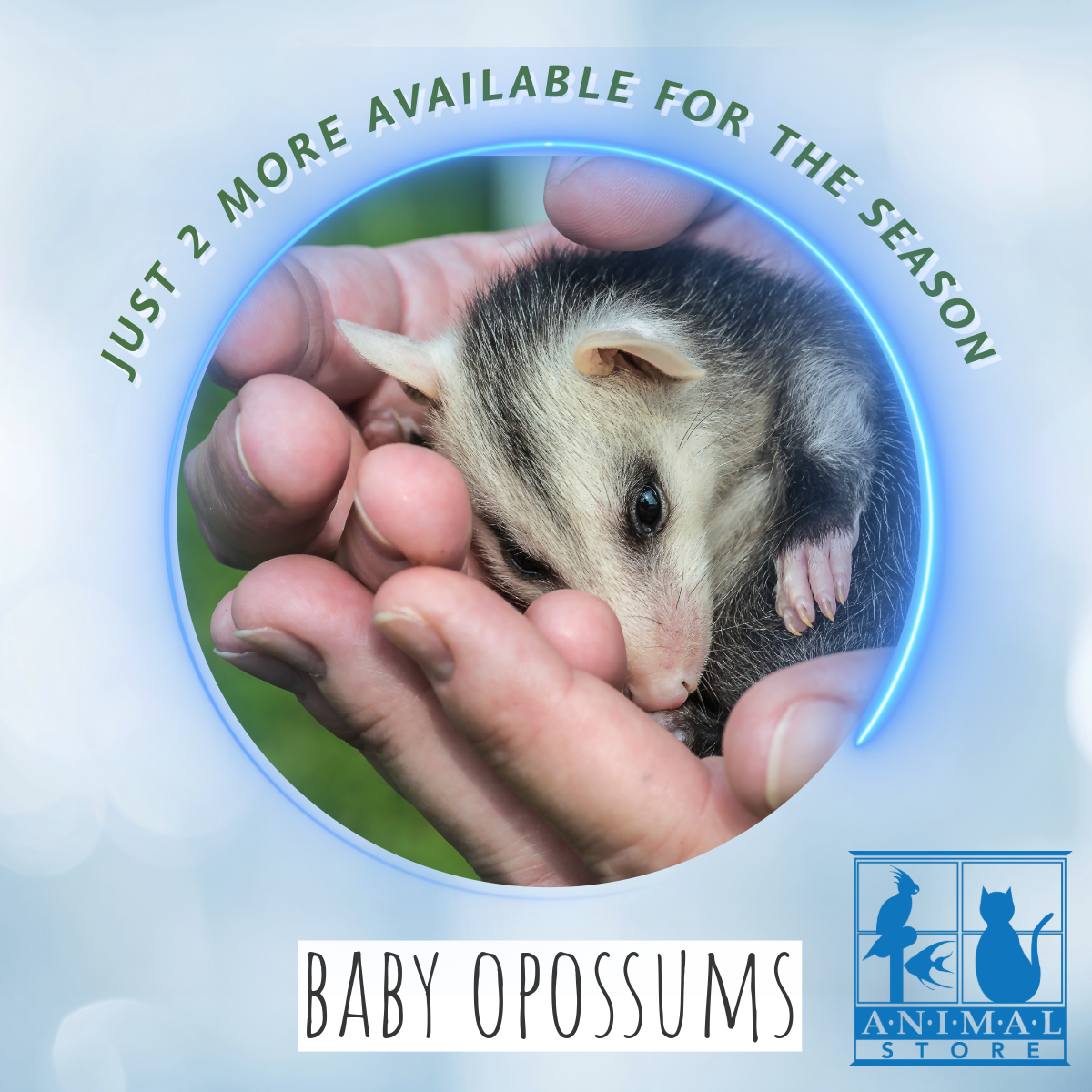 Baby Opossums at The Animal Store. Just 2 more available for the season.