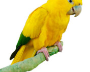 Golden Conure at The Animal Store