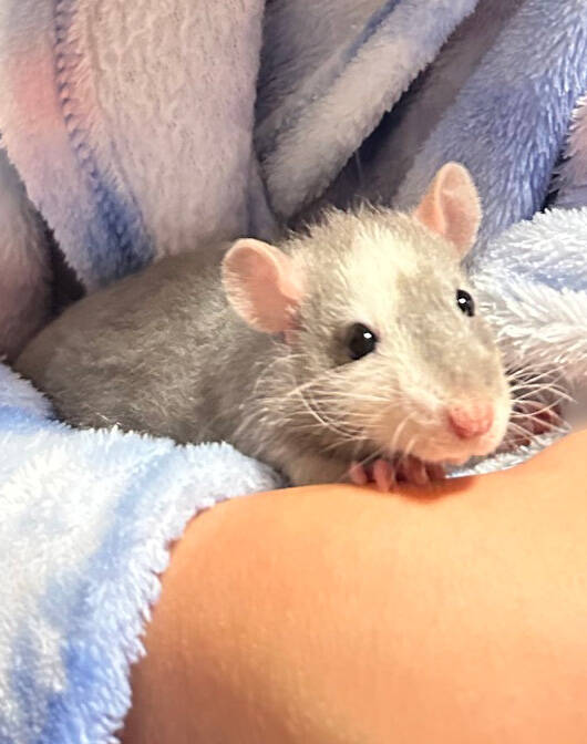 Zumi, the beloved pet rat of sisters Kai and Gracie. From The Animal Store